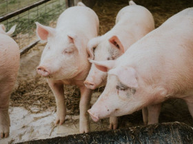 Evalúan el impacto de varios factores en el rendimiento de cerdos en España
