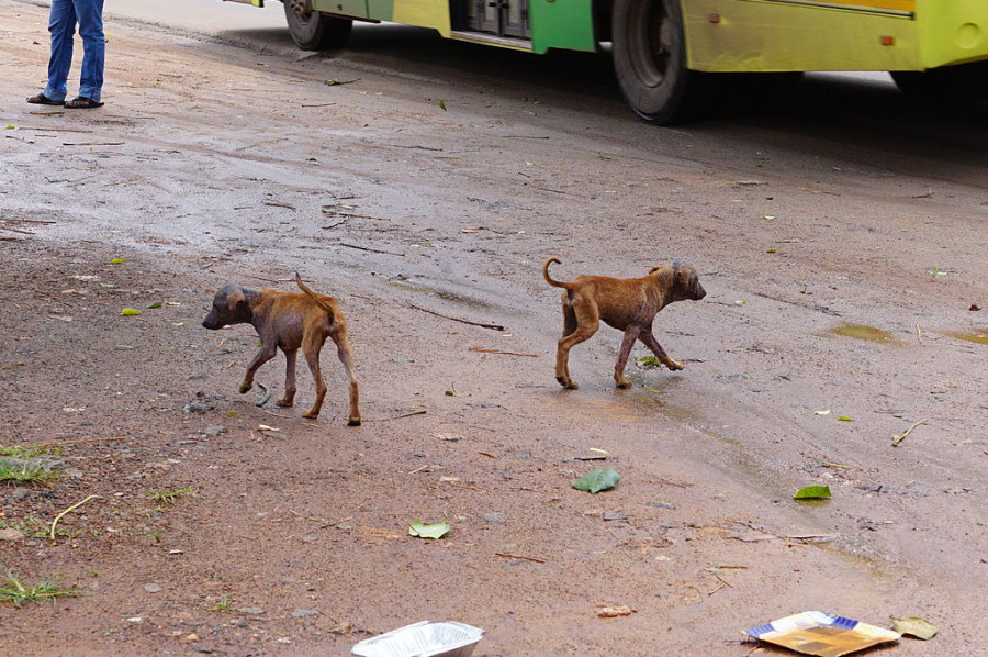 Perros callejeros calle