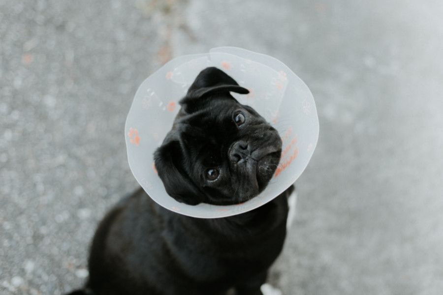 Perro veterinario