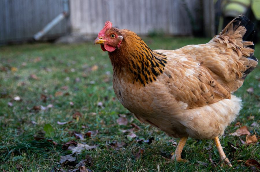gallina