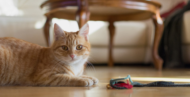 Consejos para hacer de la casa el hogar perfecto para los gatos