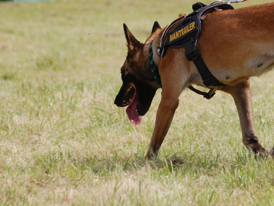 Perro buscando campo