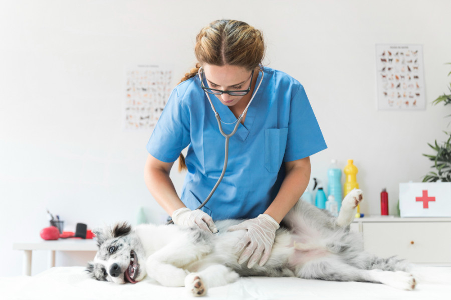 Veterinaria perro estetoscopio