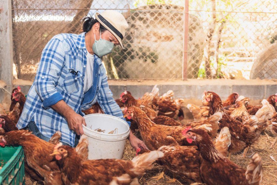 Gripe aviar gallinas granja