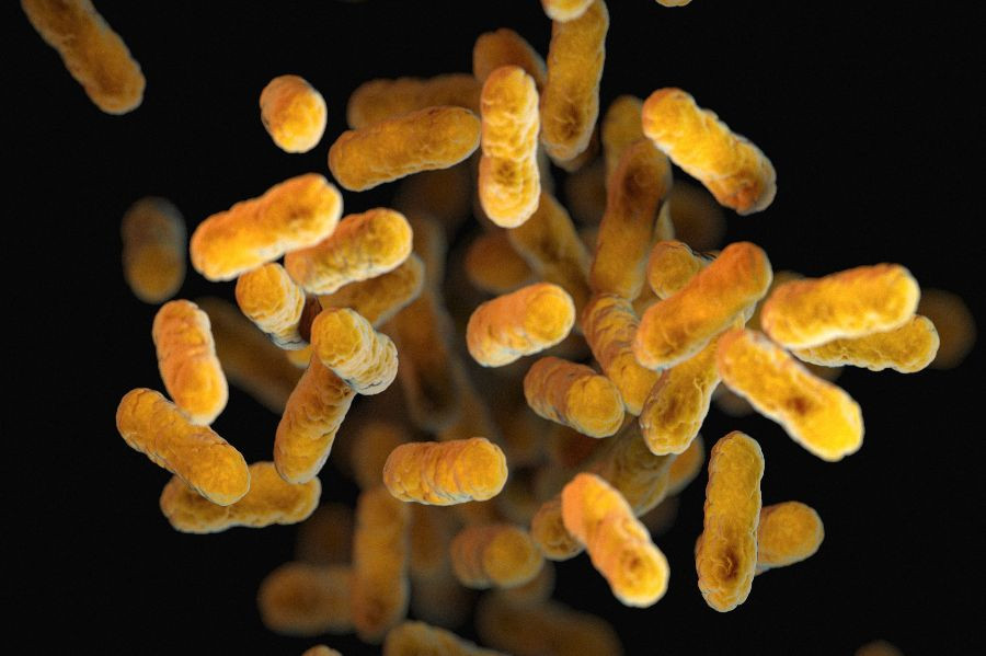 bordetella bacteria