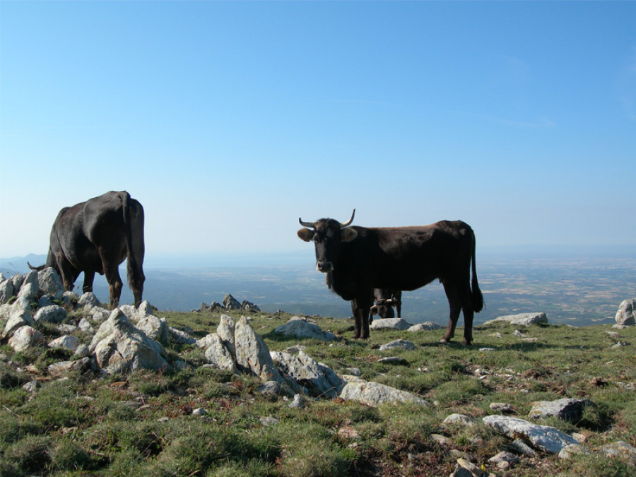 Vacas de la Albera ARAVA