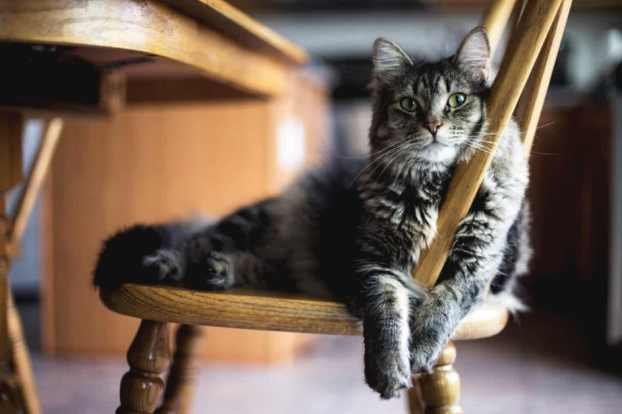 Gato casa