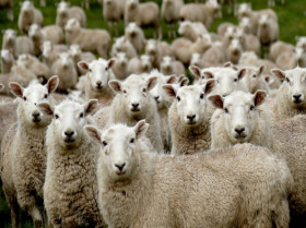 Veterinarios leoneses mejoran la biodisponibilidad del albendazol en ovejas