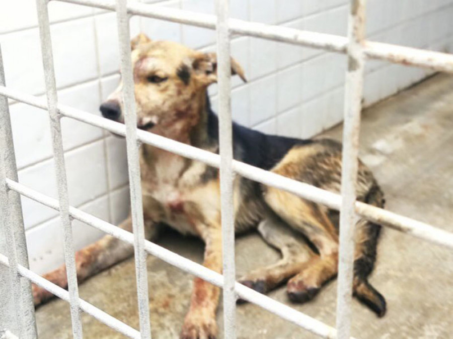 Perro rabia melilla