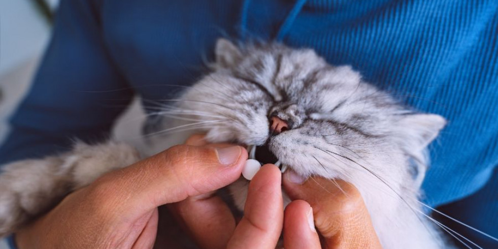 Consejos para administrar medicación a los gatos
