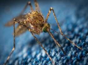 Ciencia ciudadana para combatir las plagas de mosquitos en España