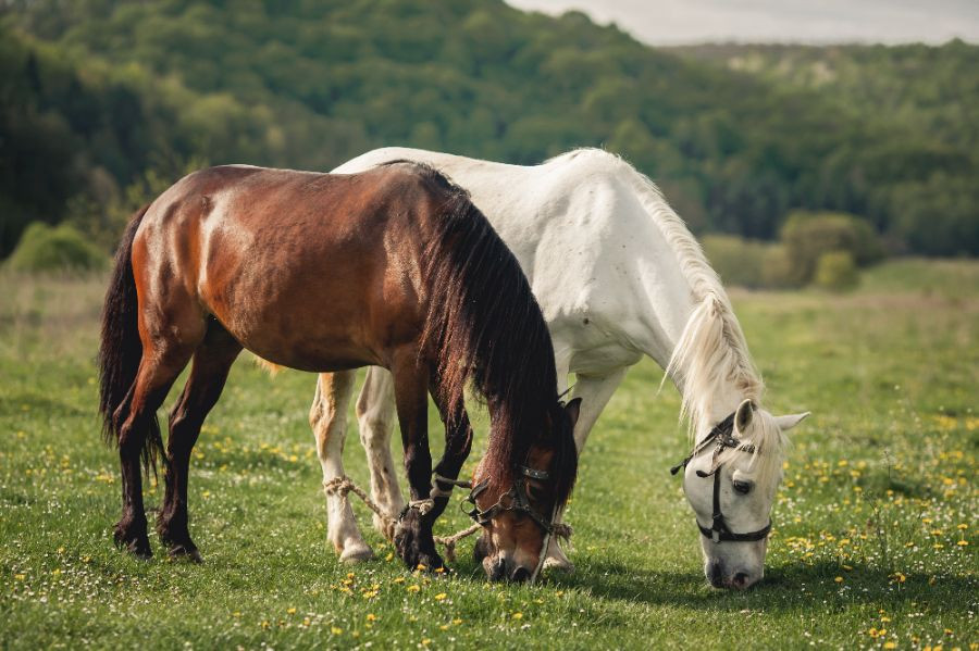 Caballos