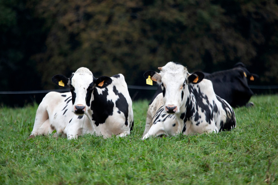 Varias vacas