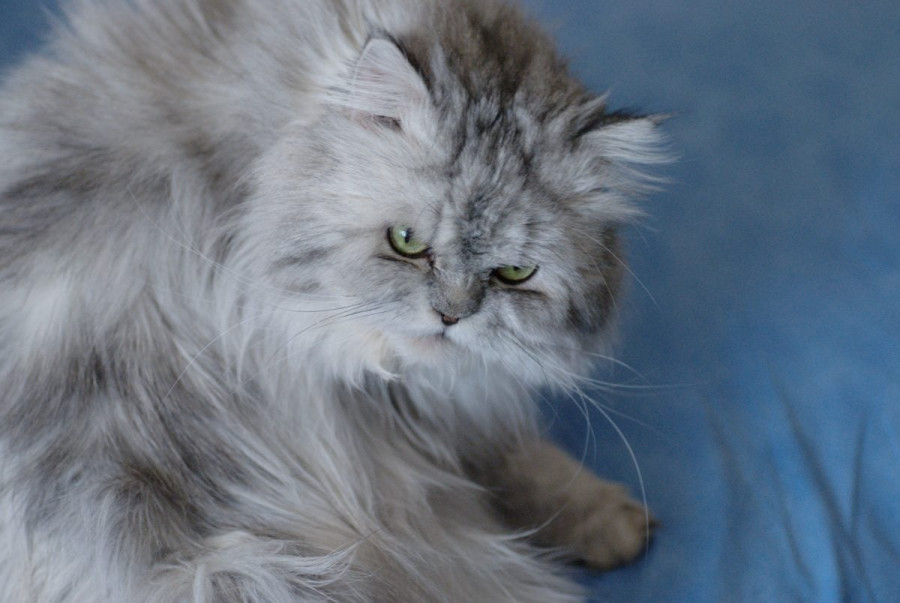Gato persa braquicéfalo