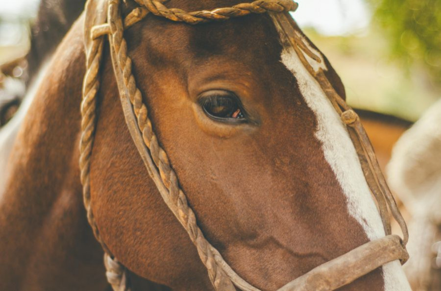 caballo ojo