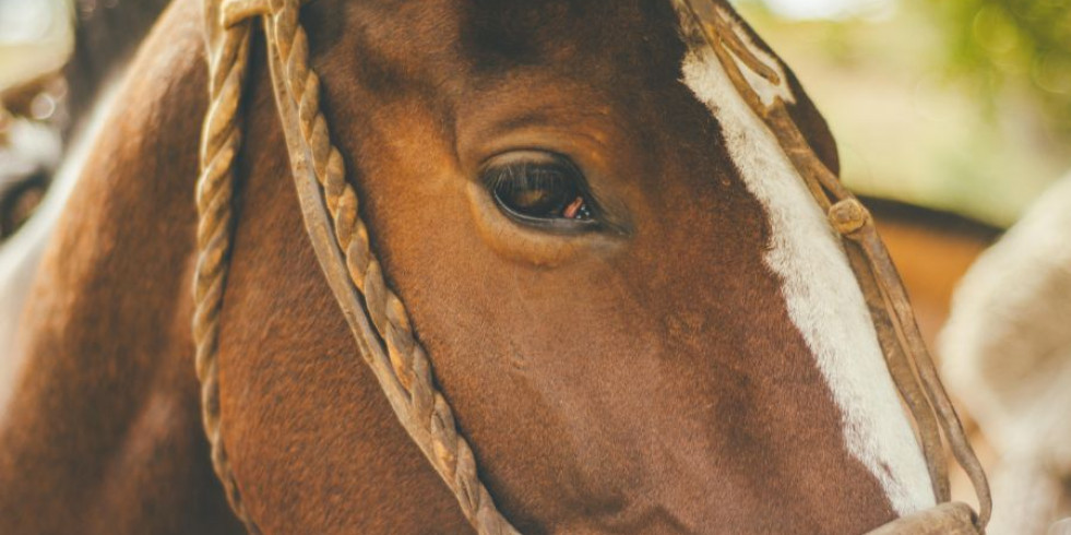 Una planta como posible causante de fotosensibilidad en caballos