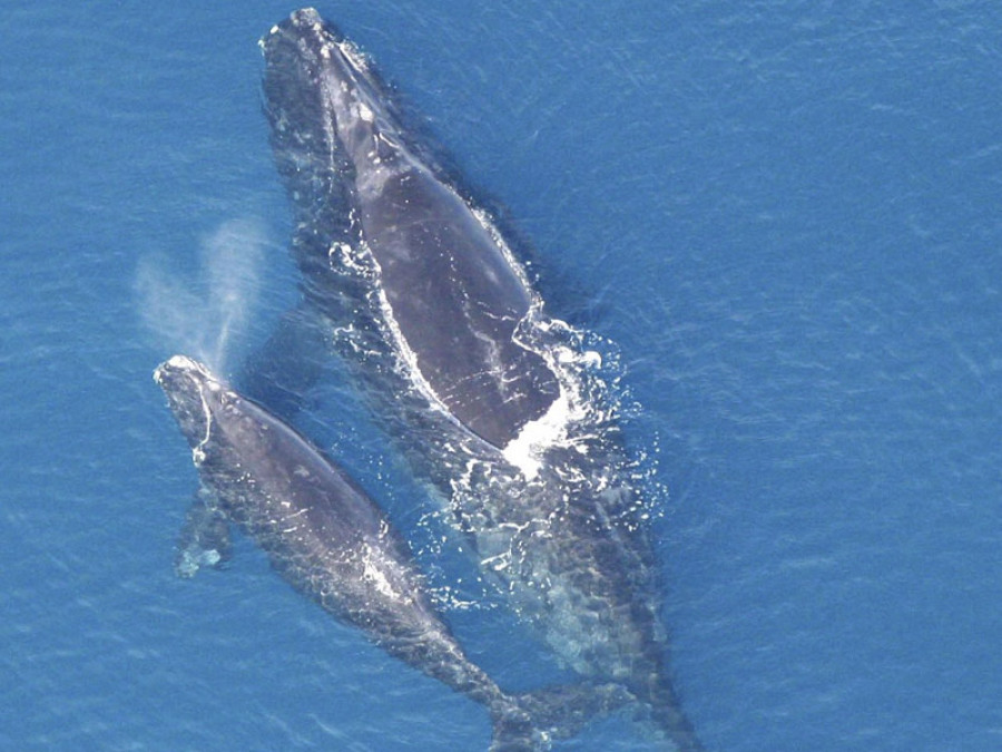 Ballena glacial
