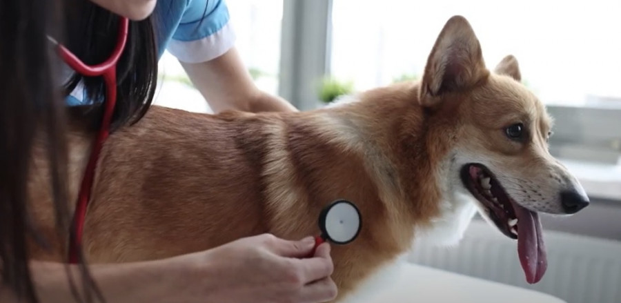 Campaña veterinarios colvema