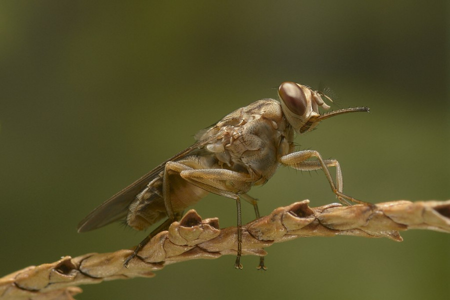 Mosca tse tse