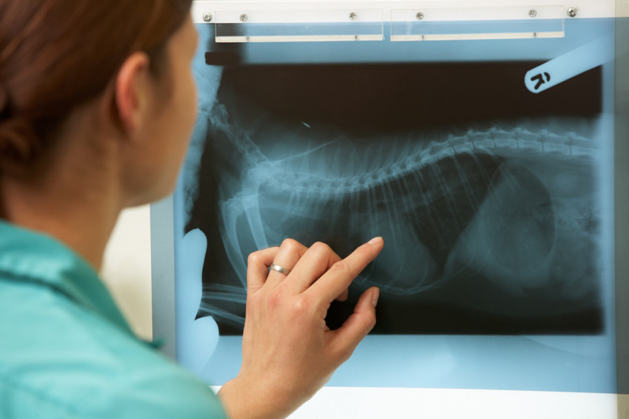 Veterinaria radiografía