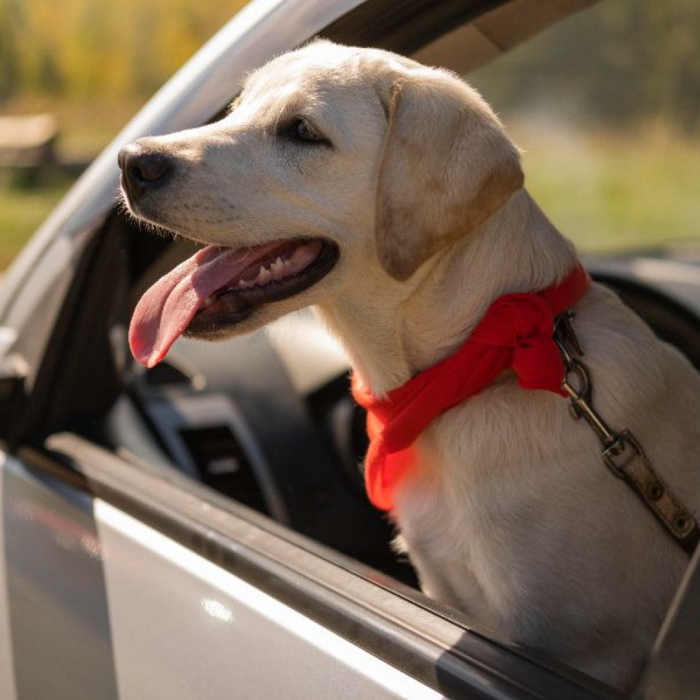 Viajar con mascotas tras elegir transporte, conocer la normativa del destino y buscar alojamiento ‘pet-friendly’