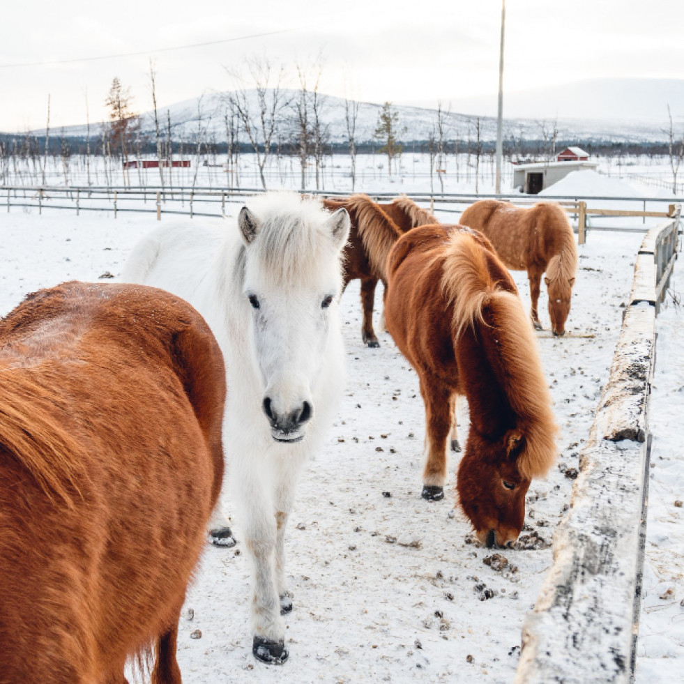 Ucrania: Más de 100.000 caballos en peligro de supervivencia