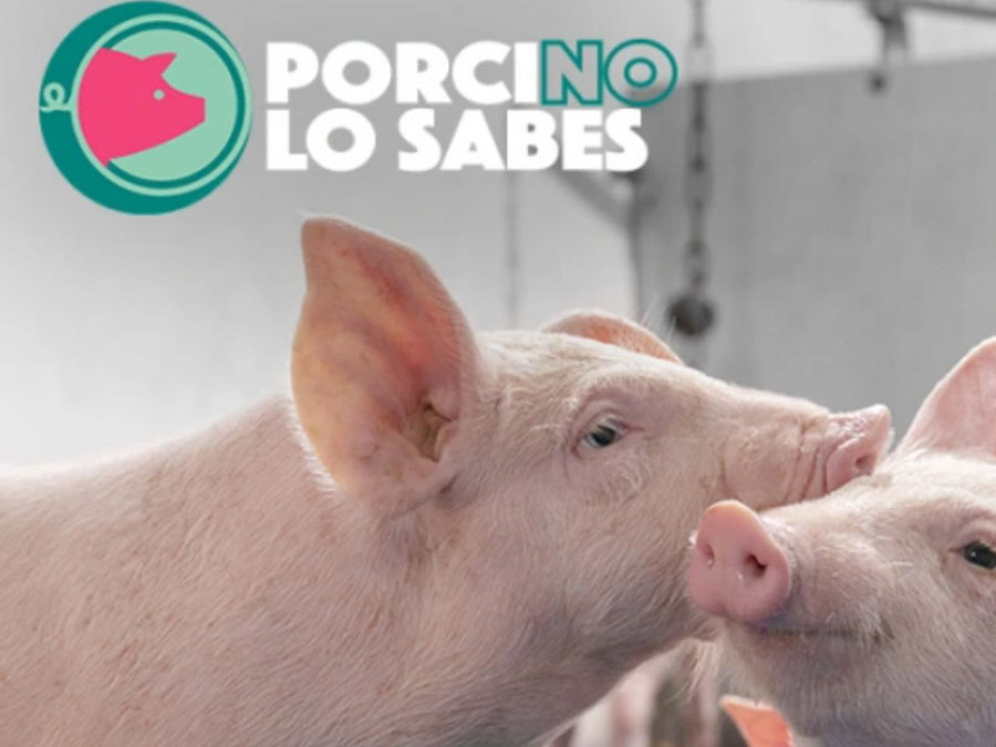 Porcinolosabes msd