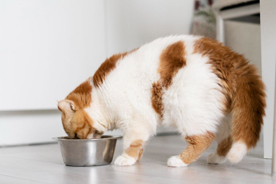gato comiendo
