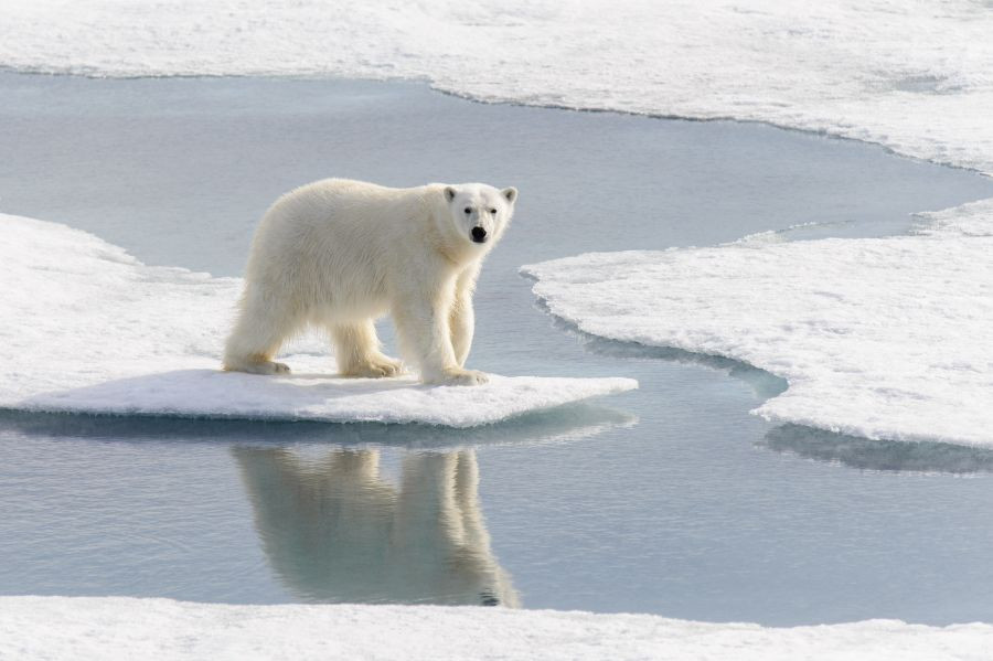 oso polar