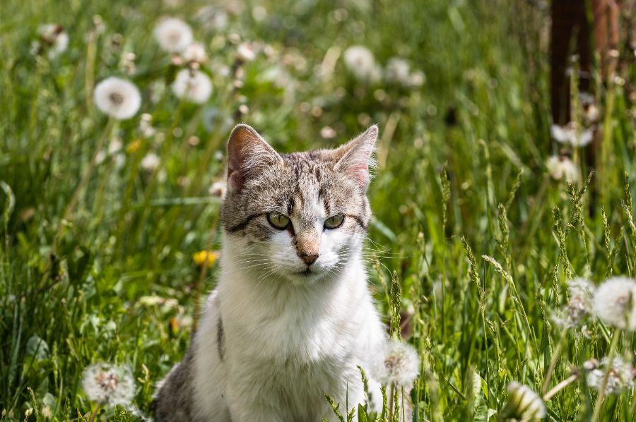gato jardín