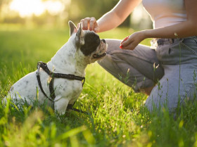 Los métodos punitivos en educación canina producen estrés en el animal