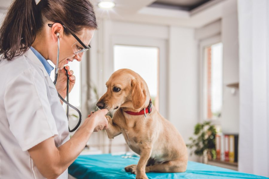 veterinario mujer