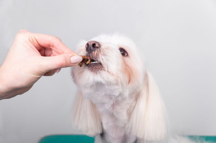 perro comiendo