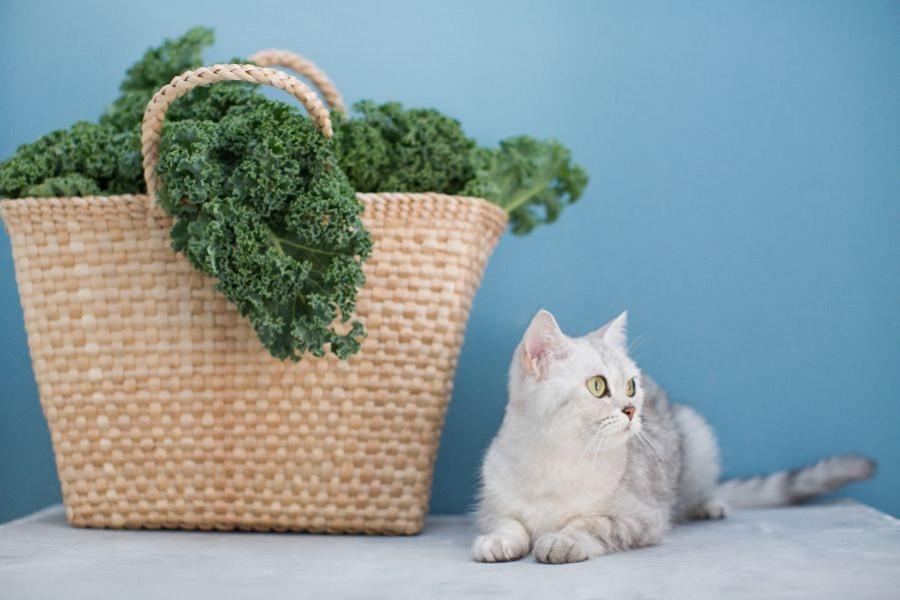 gato verdura
