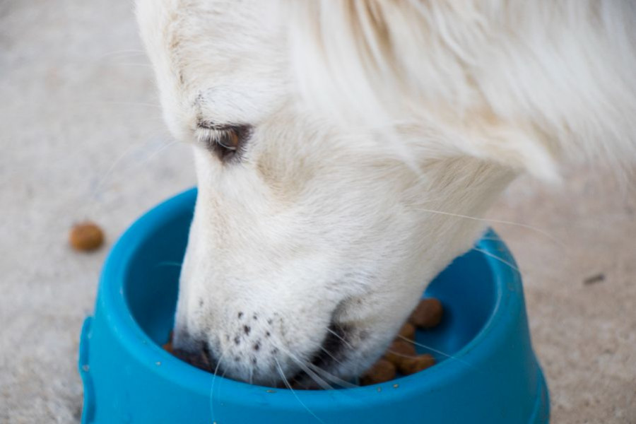 perro comida pienso