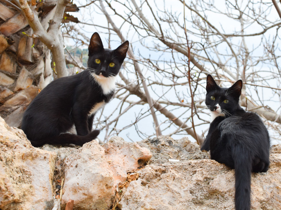 Gatos callejeros