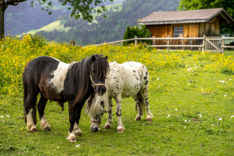 Pony