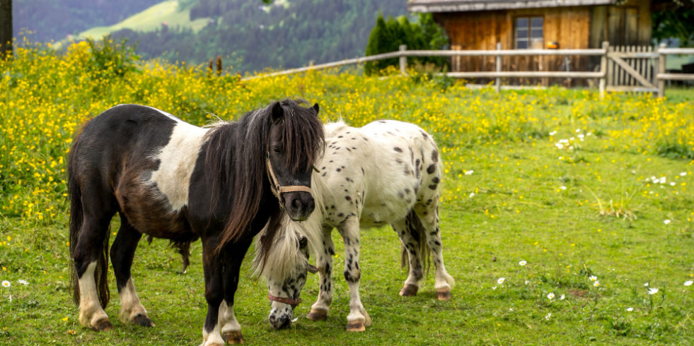 Estudio revela la importancia de monitorear la insulina para predecir laminitis en ponis