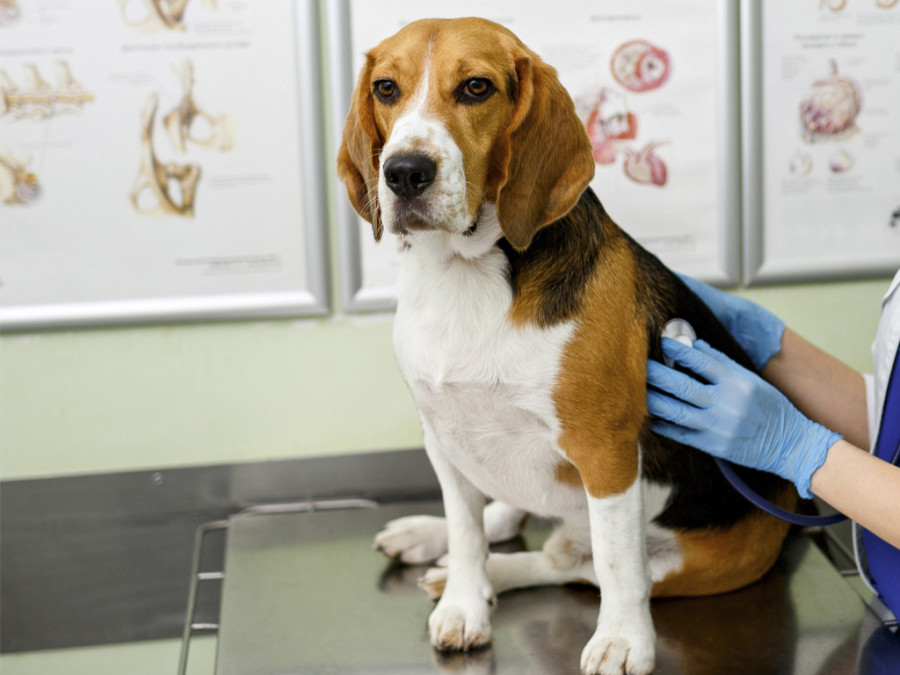 Beagle veterinaria exploración