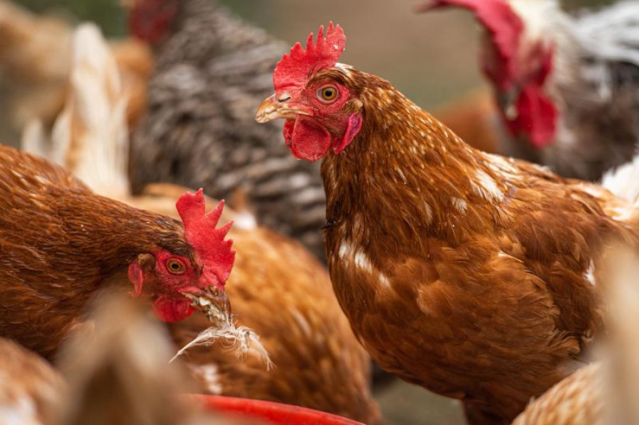 Gallinas pollo