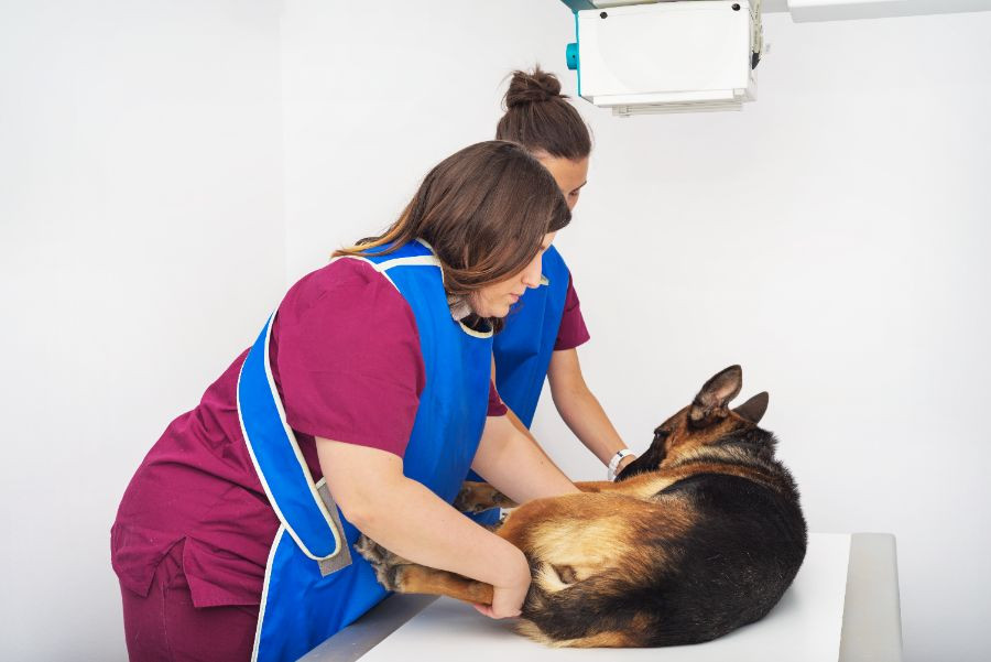 perro veterinario radiología