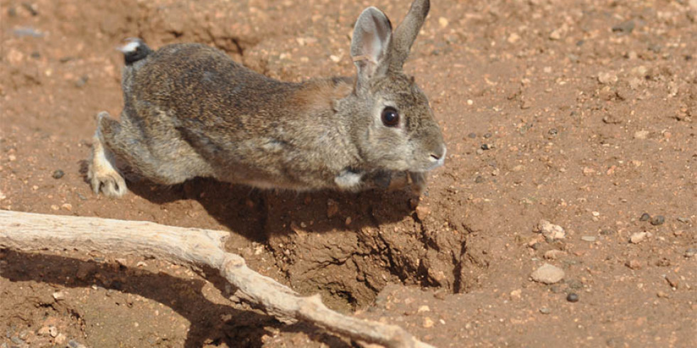 Un proyecto busca optimizar la gestión del conejo en la península ibérica