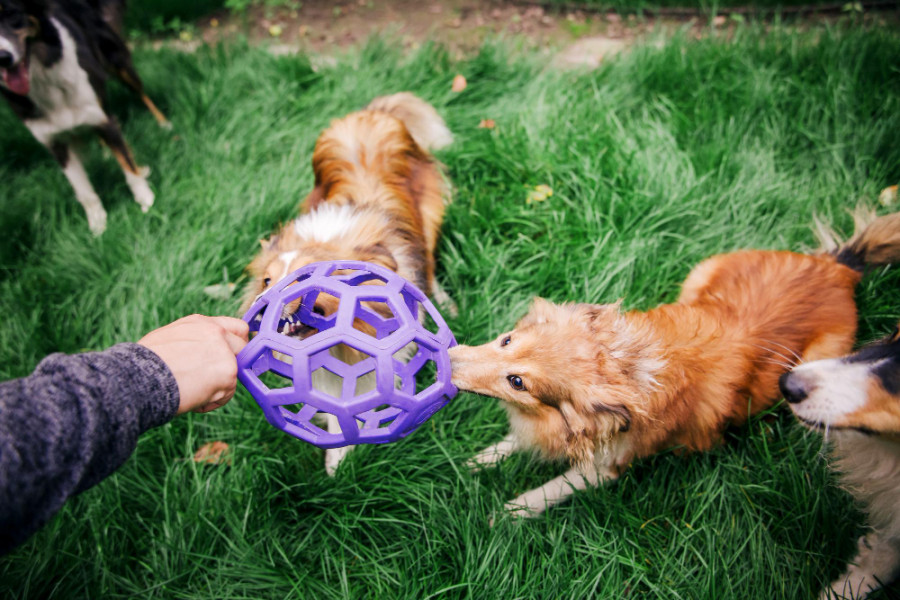 Bienestar animal perro juguete juego