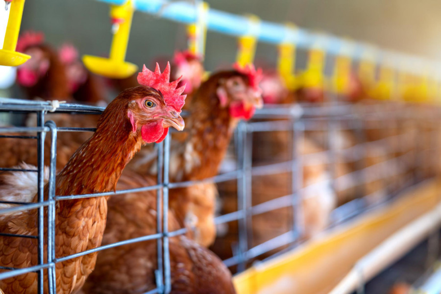 Gallinas avicultura