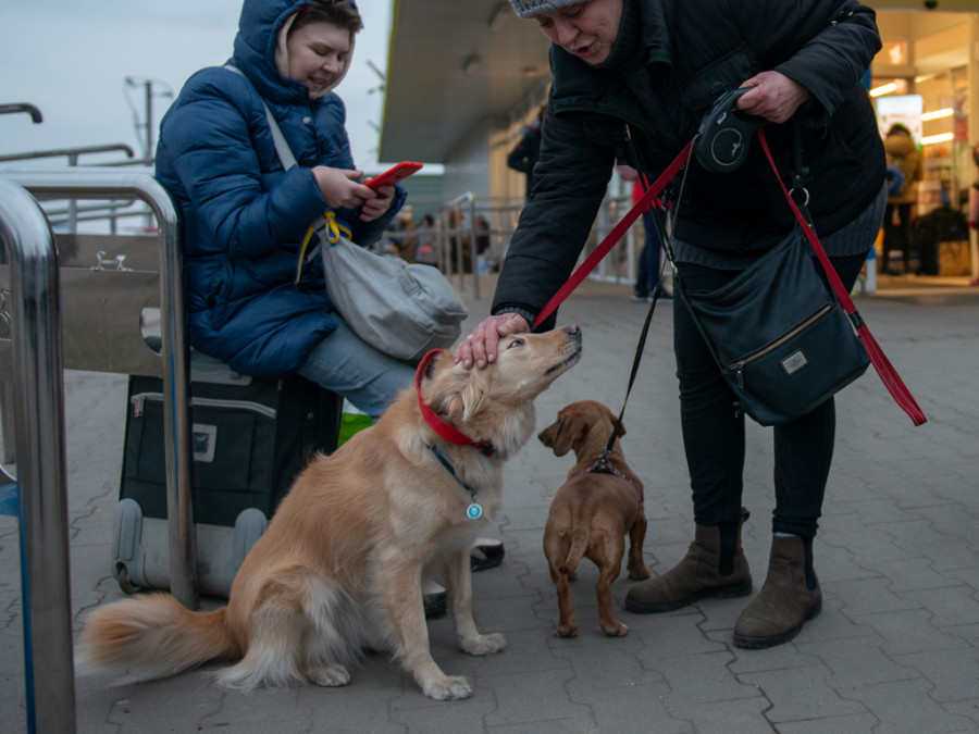 Ucrania perros UE