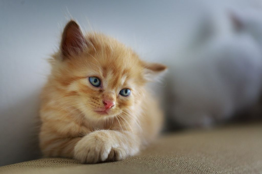 Imagen gato