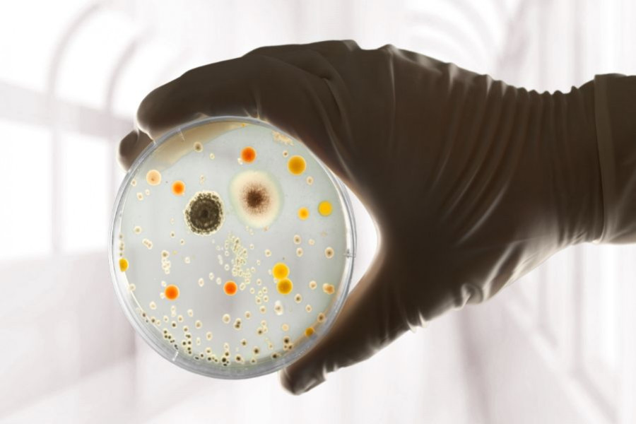 placa petri bacteria