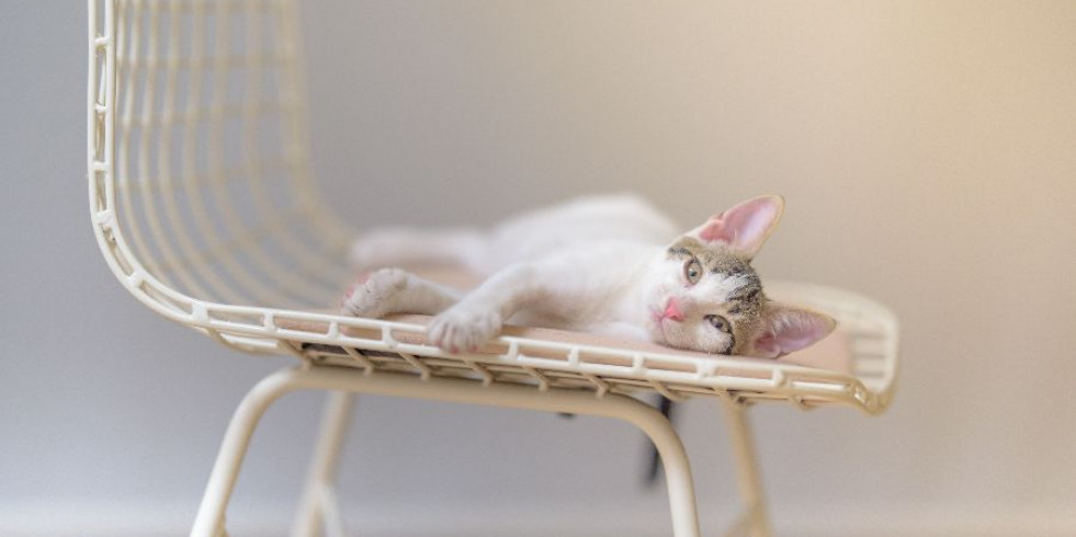 Síndrome del gato tambaleante, una condición interesante pero inofensiva
