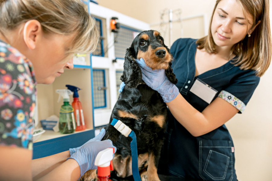 Clinica veterinaria perro via sangre