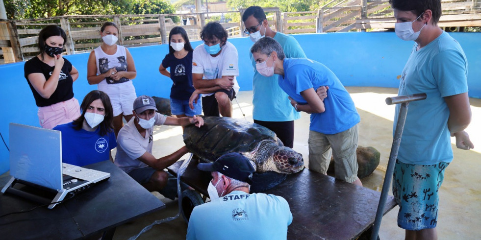 Españoles forman a veterinarios de Brasil sobre síndrome descompresivo en tortugas marinas